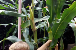 WhatsApp Image 2017-08-29 at 09.41.58